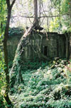 foliage at beng mealea