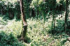 foliage at beng mealea