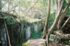 foliage at beng mealea