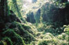 foliage at beng mealea