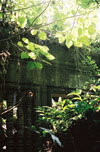 foliage at beng mealea