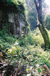 foliage at beng mealea