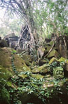 foliage at beng mealea