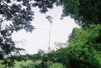 Bamboo shoot next to the Ping River.