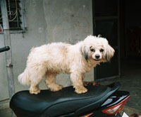 Family pet Shit Zu named Doggie