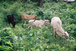 a photograph of buffalos in the grass.