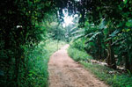 a photograph of a dirt road next to the Ping River on the way to Wat Mngkonsathit.
